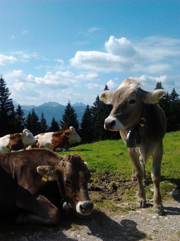 Ferienwohnungen Kral Grainau Exteriér fotografie